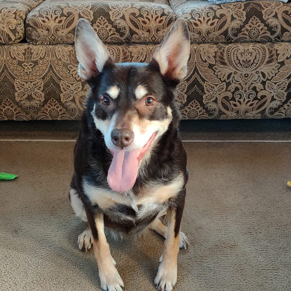 Bailey, a black and tan dog, sitting in front of a couch