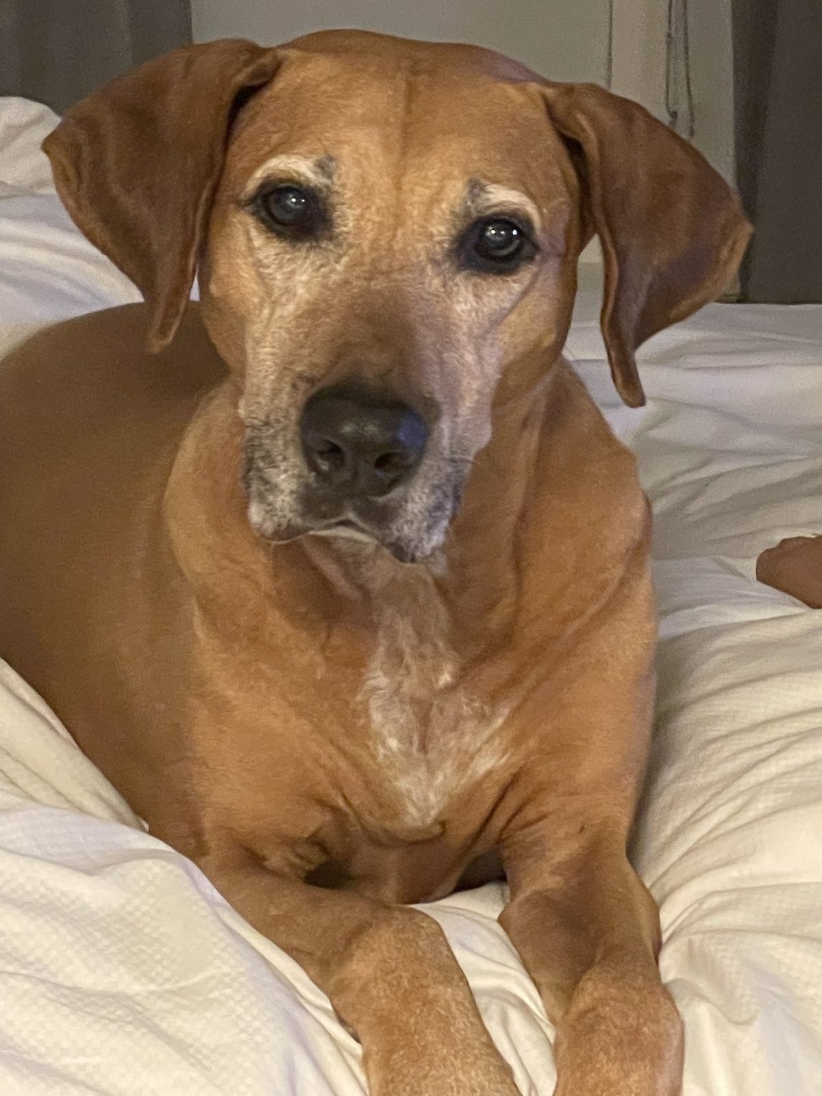 Lucky lying on a white bed
