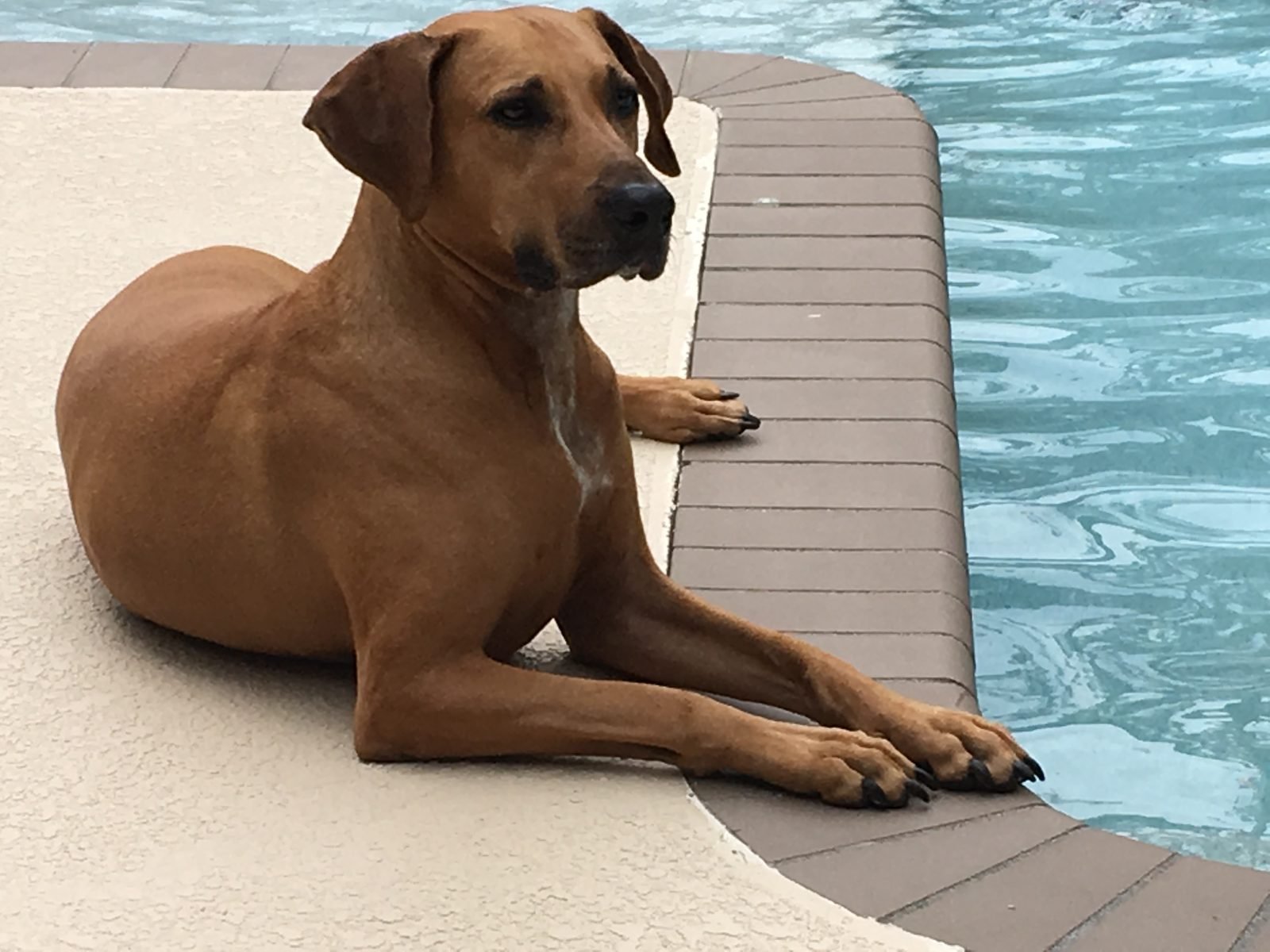 Lucky resting beside a pool